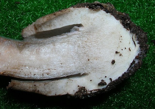 Volvariella  terrea  sp.nov.